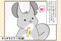 【チンチライフ第182話】あげたくなるけどほどほどに…チンチラにピッタリのおやつ探しは難しい？
