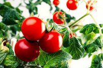 直売所で出会った名前のわからない激旨トマト　SNSでの品種判明に「私の推しトマト」「育ててみたい」