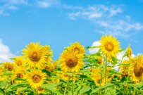 【全国旅行支援】2023年7月20日更新！7月以降の予約を販売する旅行予約サイトまとめ