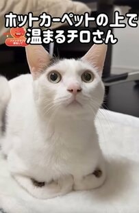 「ドラマを感じました」年上猫VS年下猫の攻防戦が話題！まさかの結末に笑ってしまう