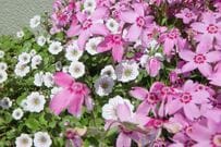 【植えてよかったグランドカバー】寒冷地で植えっぱなし！ローメンテで雑草対策になる多年草3選