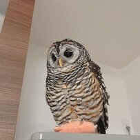 【ぬいとフクロウ】ぬいぐるみを冷蔵庫上に運ぶ姿が可愛い！眠そうな表情にも注目