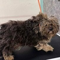 大量の毛玉に覆われた母犬→路上で保護された後のすっきり見違えた姿に感動「素晴らしい」の声