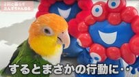 初対面の「ミャクミャク」に全く動じない陽キャインコ、まさかの行動に飼い主もびっくり！