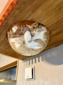 ぐっすり寝ている「猫の手」に違和感　発見した「かわいすぎるマーク」が話題