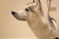 ママの旅行について行きたいハスキー犬　準備OK！な姿に「サイズ的に無理かな」とホッコリ