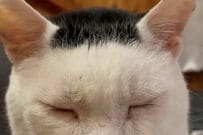 「俺の遺伝子の強さ見て」一枚海苔柄の保護猫　「産まれた子ども達の姿」に573万回再生