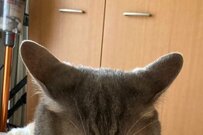 【いいね3万超え】郵便配達員に起こされた猫。気合の入ったイカ耳で…「気持ちよく寝てたのに！」が可愛い