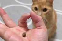 【猫の賢さを図る】手で作った輪っかの先にオヤツ　猫が見せた「まさかのパワープレー」に思わず二度見
