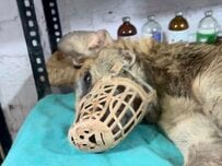 「前脚を1本失った犬」残された前脚まで負傷…治療を受けて懸命に生きる姿に応援の声
