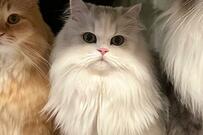 マグロ丼を食べに行き、帰宅すると…？猫達の「凄まじい圧」表示回数156万回突破