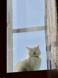 「今日、なんか良いことありそう」猫ちゃんの見せた「悟りの微笑み」！安らぐお顔が話題