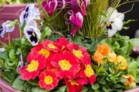 【ガーデニング】冬の花壇を明るくしてくれる！プリムラの育て方とオススメ寄せ植えパターン6選