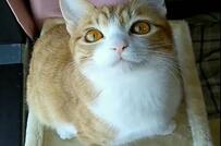 保護猫さん「お写真まだかニャ」愛おしすぎるおねだりが大バズり