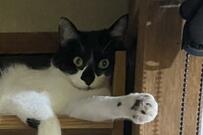 すぐ下に寝床があるのに…猫ちゃんの寝床選びにホッコリ