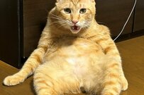 「ビールと枝豆！！」日本のお父さん？と話題の元保護猫さん