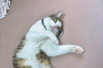 いきなり「態度がデカくなった猫」が話題　原因となったモノに思わず笑ってしまう