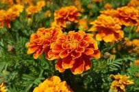 【お金をかけない庭づくり】今が適期！種まきで叶える「花いっぱいの夏庭」おすすめ植物6選
