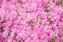 雑草対策なら今が植えどき！ローメンテな《常緑グランドカバー》日なた向き2選＆日陰向き2選