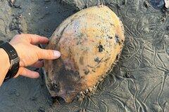 マレーシアの海岸に落ちていた「ヤシの実」のようなもの…　意外な正体に注目集まる