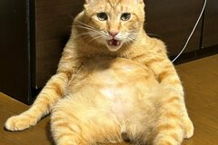 「ビールと枝豆！！」日本のお父さん？と話題の元保護猫さん