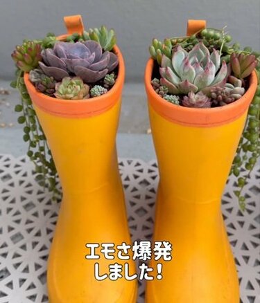サイズアウトしたけど捨てづらい〈子供の長靴〉を〈多肉直物の寄せ植え