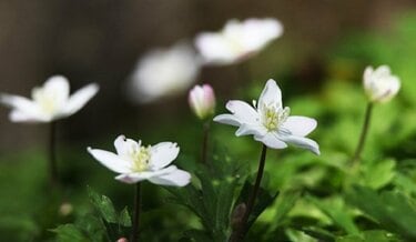 ガーデニング】春に花が咲くオススメの山野草10種類！可憐で清楚な花が