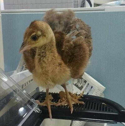 羽を広げる雛が可愛い！
