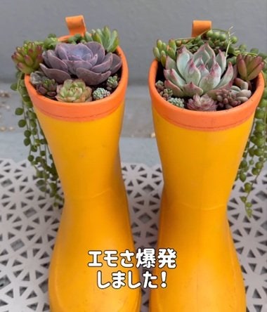 投稿の画像