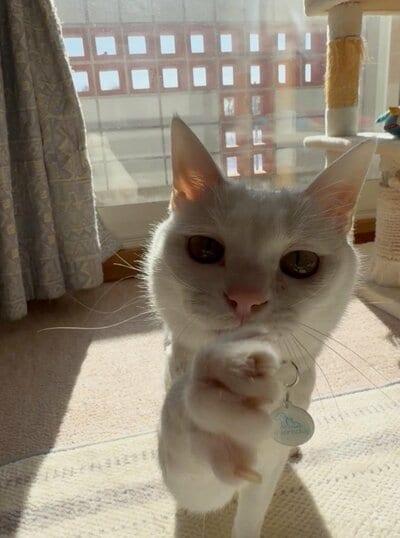 まるで握手を求めるような仕草のリリーちゃん
