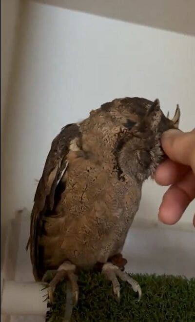 投稿動画のワンシーン