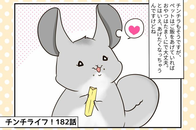 【チンチライフ第182話】あげたくなるけどほどほどに…チンチラにピッタリのおやつ探しは難しい？