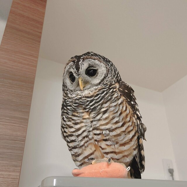 【ぬいとフクロウ】ぬいぐるみを冷蔵庫上に運ぶ姿が可愛い！眠そうな表情にも注目