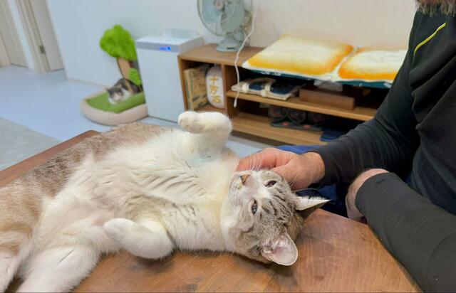 猫をなでなでする飼い主　それを見た別猫の「ジェラシーを体現しすぎた顔」に笑ってしまう