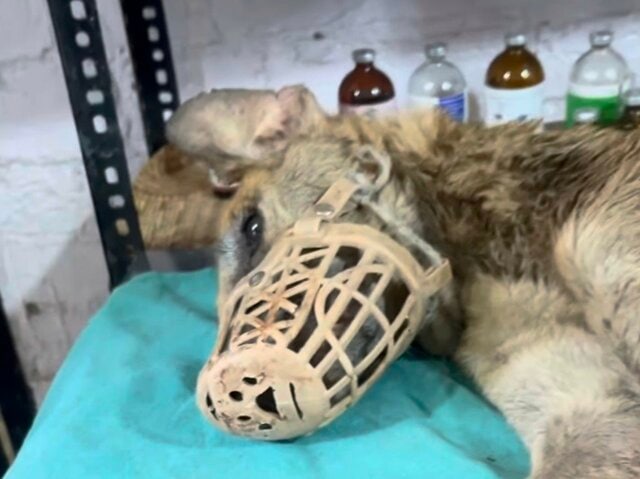 「前脚を1本失った犬」残された前脚まで負傷…治療を受けて懸命に生きる姿に応援の声