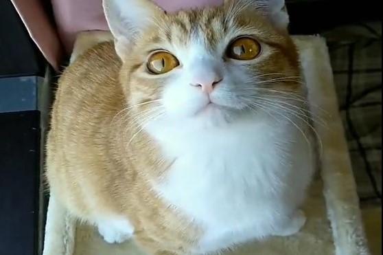 保護猫さん「お写真まだかニャ」愛おしすぎるおねだりが大バズり