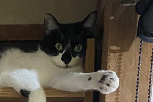 すぐ下に寝床があるのに…猫ちゃんの寝床選びにホッコリ