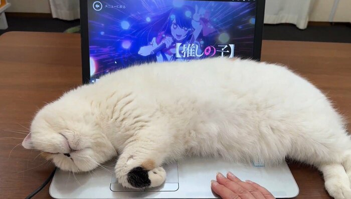 推しの猫