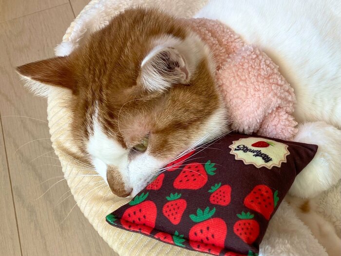 枕のようにして使うのもかわいい！