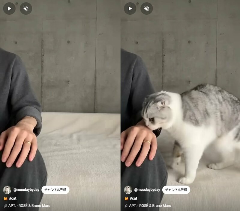 おねだりしちゃう猫ちゃん
