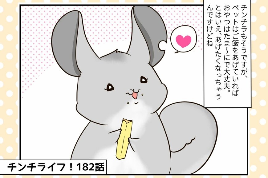 【チンチライフ第182話】あげたくなるけどほどほどに…チンチラにピッタリのおやつ探しは難しい？