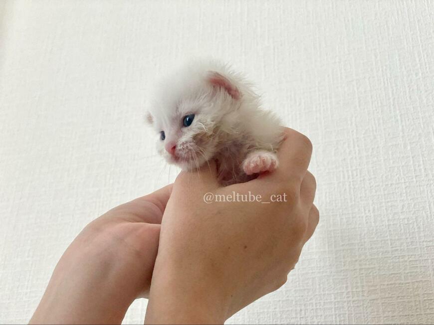 出所：@meltube_cat 