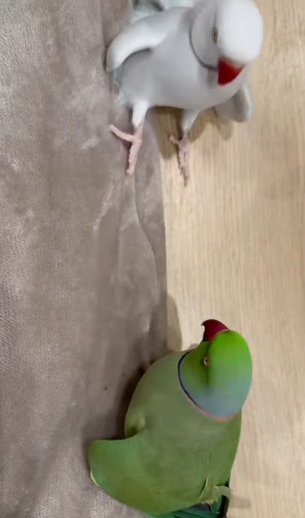 出所：@zundamame_cockatiel