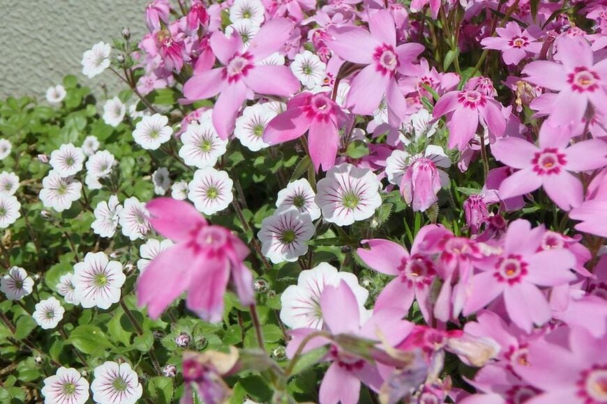 【植えてよかったグランドカバー】寒冷地で植えっぱなし！ローメンテで雑草対策になる多年草3選