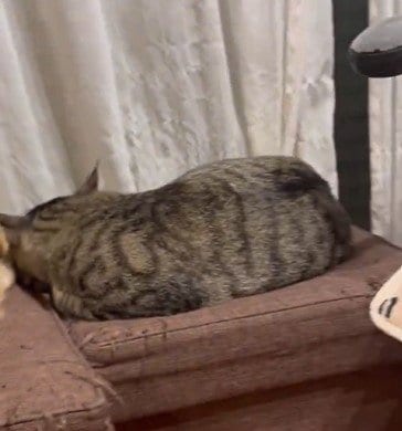 出所：@kagisuzu0531