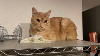 出所：＠Teagle_Noir