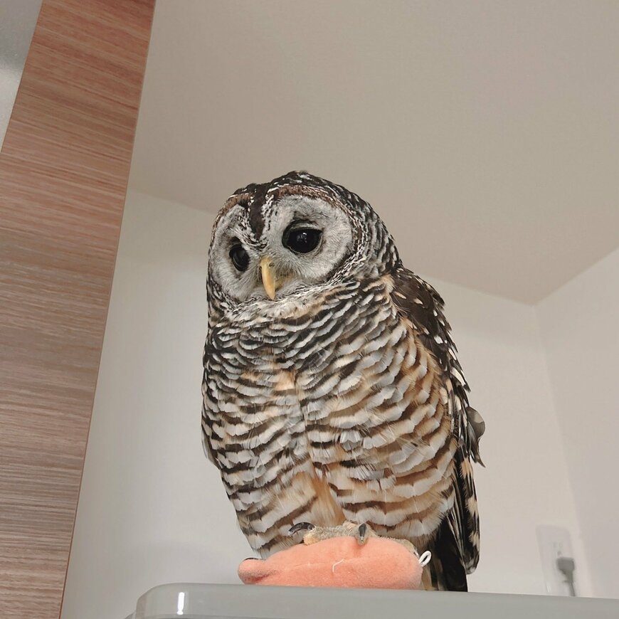 【ぬいとフクロウ】ぬいぐるみを冷蔵庫上に運ぶ姿が可愛い！眠そうな表情にも注目