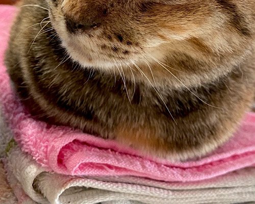 出所：@Adonis_Beginner