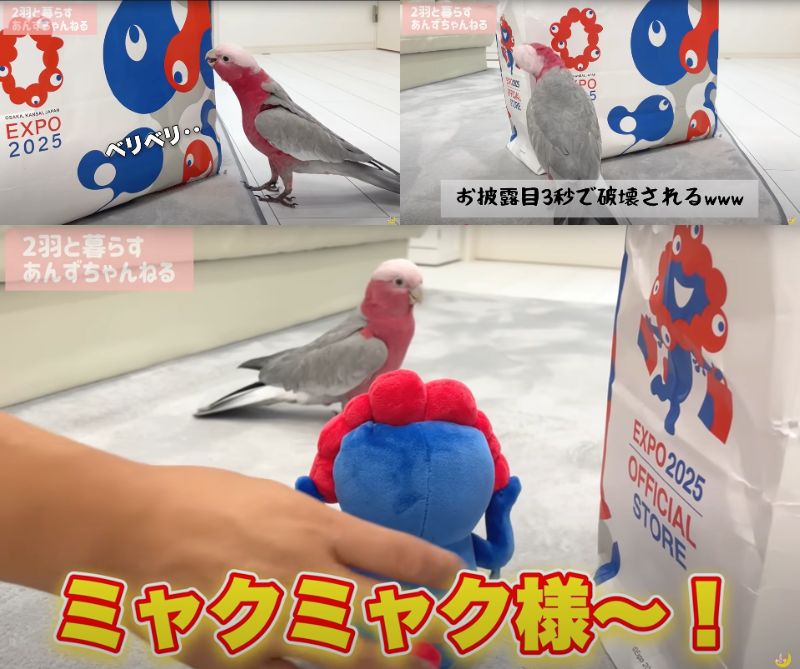 出所：@anz_omomiri