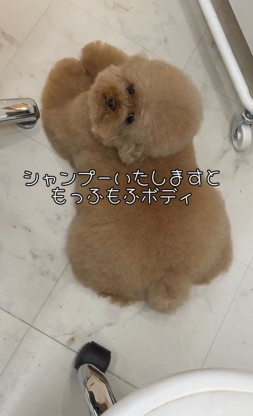 出所:misaki(@dogsalon_ma_cherie)